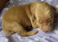 F1b golden doodle puppies - Photo 9 of 10