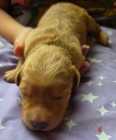 F1b golden doodle puppies - Photo 5 of 10