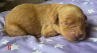 F1b golden doodle puppies - Photo 7 of 10