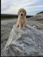 F1B goldendoodle