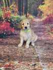 F1B goldendoodles