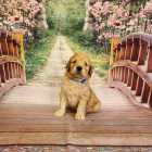 F1B goldendoodles
