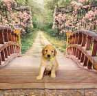 F1B goldendoodles - Photo 1 of 10