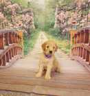 F1B goldendoodles - Photo 3 of 10