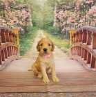 F1B goldendoodles - Photo 4 of 10