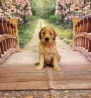F1B goldendoodles - Photo 5 of 10
