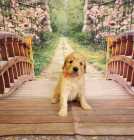F1B goldendoodles - Photo 6 of 10