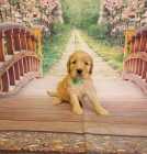 F1B goldendoodles - Photo 7 of 10