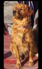 F1B goldendoodles - Photo 8 of 10