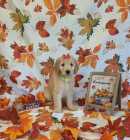 F1B goldendoodles