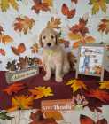 F1B goldendoodles - Photo 4 of 5