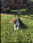 Beagle pup