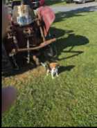 Beagle pup - Photo 1 of 7