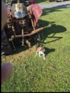 Beagle pup - Photo 2 of 7