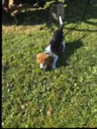 Beagle pup - Photo 3 of 7