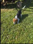 Beagle pup - Photo 4 of 7