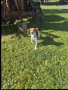 Beagle pup - Photo 5 of 7