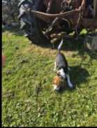 Beagle pup - Photo 6 of 7