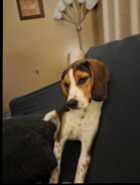 Female beagle