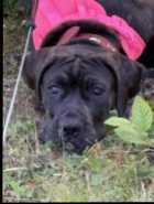 Female English Mastiff Puppy FOR SALE