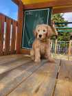 Female goldendoodle