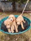 Female goldendoodle - Photo 1 of 5