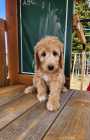 Female goldendoodle - Photo 2 of 5