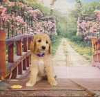 Female goldendoodle - Photo 4 of 5