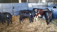 Four - Five month old bull calves