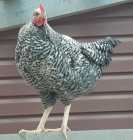 FREE - Barred Rooster (Cockerel)