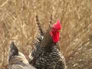 FREE Young Rooster (Cockerel) - Barred Feathers