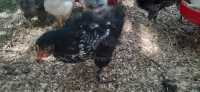 FREE - Young Rooster (Cockerel)