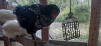 FREE - Young Rooster (Cockerel) - Black with White - Photo 1 of 5