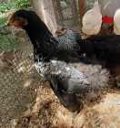 FREE - Young Rooster (Cockerel) - Black with White - Photo 2 of 5