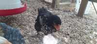 FREE - Young Rooster (Cockerel) - Black with White - Photo 3 of 5