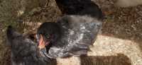 FREE - Young Rooster (Cockerel) - Black with White - Photo 4 of 5