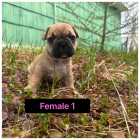 French bulldog puppies - Photo 1 of 8
