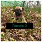 French bulldog puppies - Photo 2 of 8