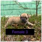 French bulldog puppies - Photo 3 of 8