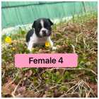 French bulldog puppies - Photo 4 of 8