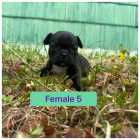 French bulldog puppies - Photo 5 of 8