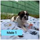 French bulldog puppies - Photo 6 of 8