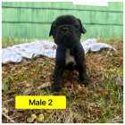 French bulldog puppies - Photo 7 of 8