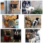 French bulldog puppies