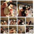 FRENCH BULLDOG PUPPIES