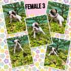 FRENCH BULLDOG PUPPIES
