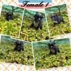 FRENCH BULLDOG PUPPIES - Photo 1 of 7