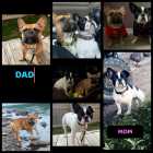 FRENCH BULLDOG PUPPIES - Photo 1 of 2