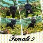 FRENCH BULLDOG PUPPIES - Photo 4 of 7
