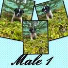 FRENCH BULLDOG PUPPIES - Photo 5 of 7